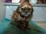 Shih tzu Fonvig's Phoebe