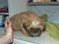 Shih tzu Fonvig's Phoebe