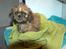Shih tzu Fonvig's Phoebe
