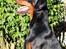 Dobermann Destiny´s Phoenix In The Spotlight aka Bentley