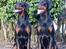 Dobermann Destiny´s Phoenix In The Spotlight aka Bentley