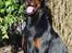 Dobermann Destiny´s Phoenix In The Spotlight aka Bentley
