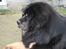 Tibetansk mastiff Ozzy