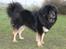 Tibetansk mastiff Ozzy