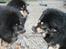 Tibetansk mastiff Ozzy