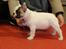 Fransk bulldog Bullystyle's Miss Personality - Pursie til første ringtræning.