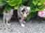 Shetland sheepdog MORGAN