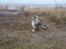 Shetland sheepdog MORGAN