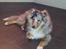 Shetland sheepdog MORGAN