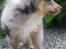 Shetland sheepdog MORGAN