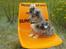 Shetland sheepdog MORGAN