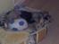 Shetland sheepdog MORGAN