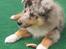 Shetland sheepdog MORGAN