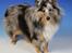 Shetland sheepdog MORGAN