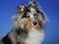 Shetland sheepdog MORGAN