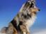 Shetland sheepdog MORGAN