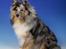 Shetland sheepdog MORGAN