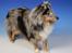 Shetland sheepdog MORGAN