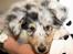 Shetland sheepdog MORGAN