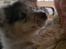 Shetland sheepdog MORGAN