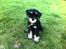 Dvaergschnauzer Frisenborg's Ebba (a.k.a. Bibbi) - Tak for nu. I må gerne lægge en lækker bedømmelse og kommentar, så blivs jeg glad :-)