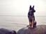 Schæferhund Pascha