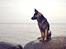 Schæferhund Pascha