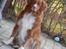 Nova scotia duck tolling retriever Leica