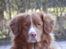 Nova scotia duck tolling retriever Leica