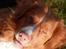 Nova scotia duck tolling retriever Leica