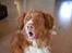 Nova scotia duck tolling retriever Leica