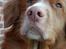 Nova scotia duck tolling retriever Leica