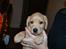 Labrador retriever Kalli - kennel midtlab Dakota