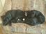 Labrador retriever Nala