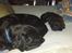 Labrador retriever Nala