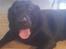 Labrador retriever Zulu