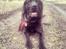 Labrador retriever Zulu