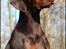 Dobermann LJCH From Island Korsika A Mill. $ Baby (Cocio)