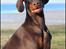 Dobermann LJCH From Island Korsika A Mill. $ Baby (Cocio)