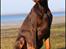 Dobermann LJCH From Island Korsika A Mill. $ Baby (Cocio)