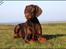 Dobermann LJCH From Island Korsika A Mill. $ Baby (Cocio)