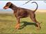 Dobermann LJCH From Island Korsika A Mill. $ Baby (Cocio)