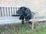 Labrador retriever Zulu