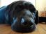 Labrador retriever Zulu