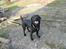 Labrador retriever Zulu