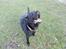 Labrador retriever Zulu