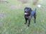 Labrador retriever Zulu