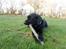 Labrador retriever Zulu