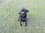 Labrador retriever Zulu