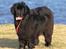 Newfoundlænder Munkevang Fenris - 6½ år